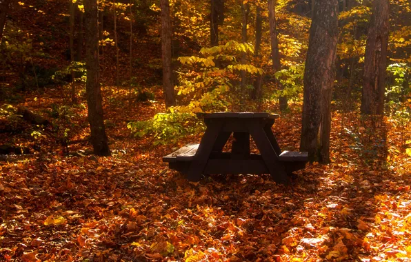 Picture autumn, forest, leaves, the sun, trees, yellow, Park, shop