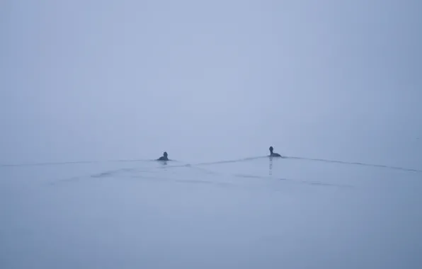 Fog, lake, duck, minimalism