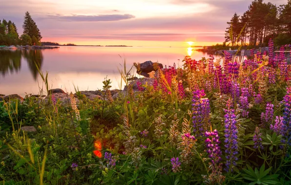 Picture summer, grass, trees, landscape, flowers, nature, lake, stones