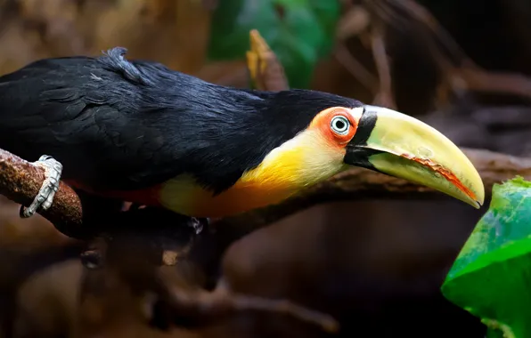 Pose, the dark background, bird, leaf, branch, Toucan