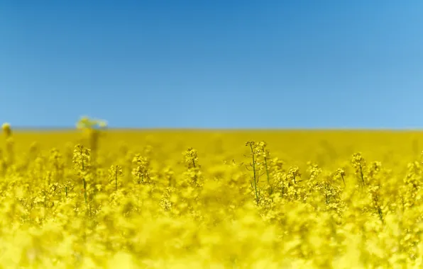 Summer, the sky, rape