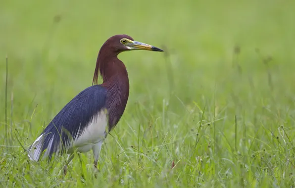 Grass, bird, Heron
