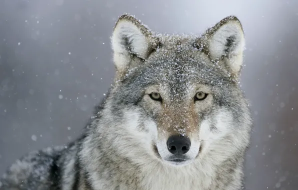 Picture winter, snow, predator, look, gray Wolf, white and grey wolf