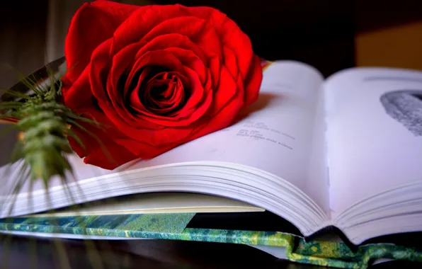 Style, rose, book, scarlet rose