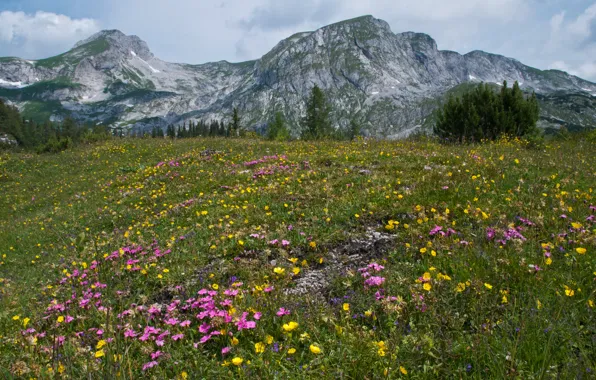 Summer, grass, trees, flowers, mountains, Austria, Alps