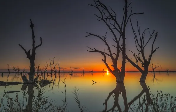 Picture trees, lake, dawn, Australia, Bonnie