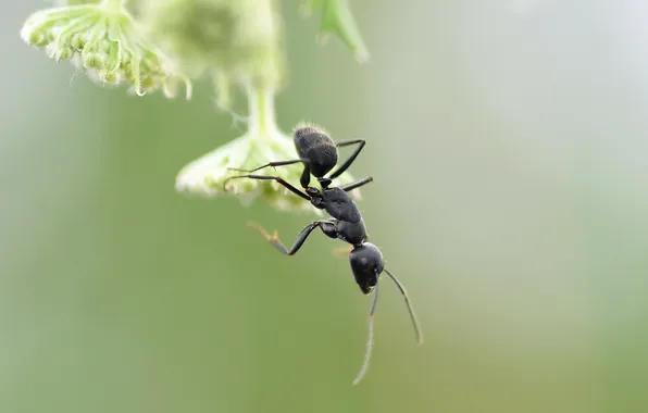 Macro, nature, ant