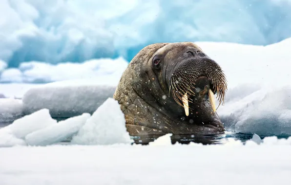 Picture ice, white, look, Walrus, teeth, Odobenus rosmarus