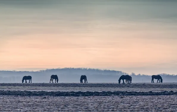 Field, sunset, horse