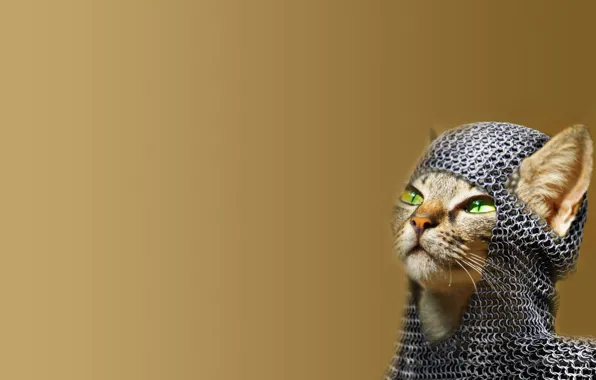 Cat, Green Eyes, Chainmail