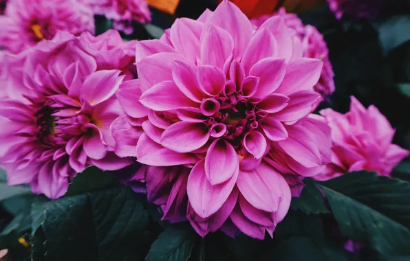Leaves, macro, garden, pink, dahlias