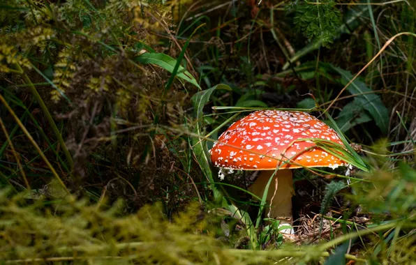 Grass, nature, thickets, mushrooms, mushroom
