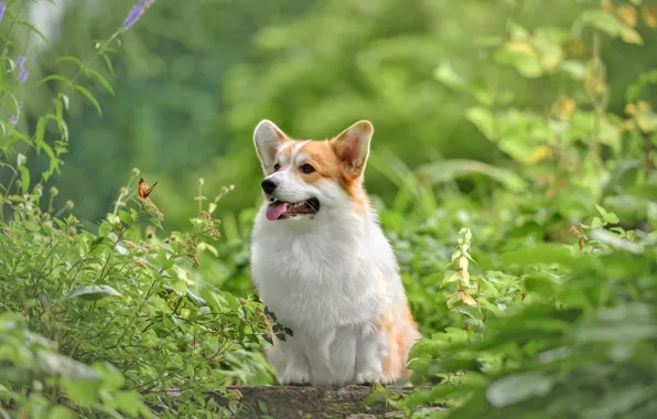 Greens, summer, nature, animal, butterfly, dog, dog, Corgi