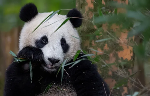 Bamboo, Panda, lunch, snack