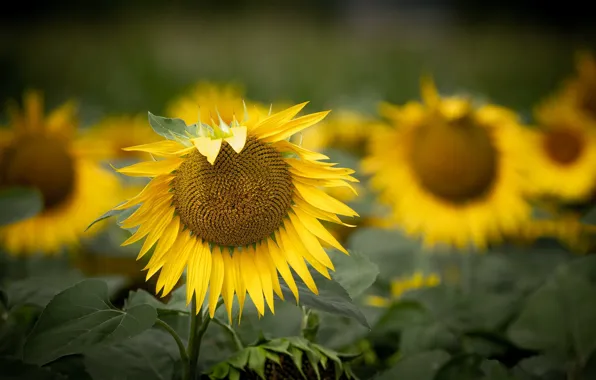 Summer, sunflowers, nature