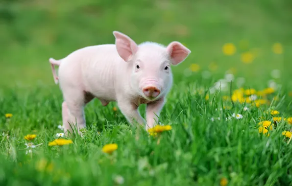 Grass, flowers, nature, dandelion, glade, spring, pig, pig