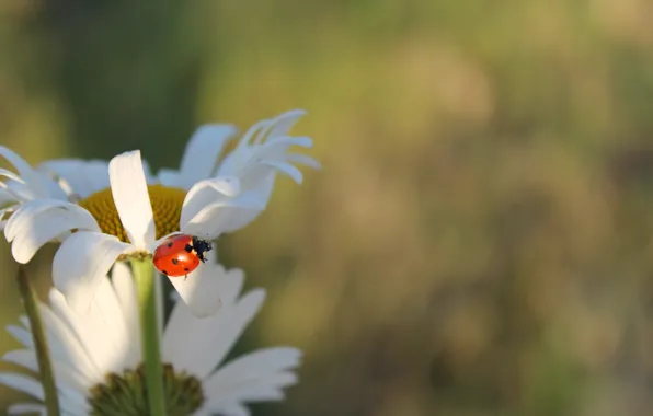 Picture flowers, ladybug, chamomile