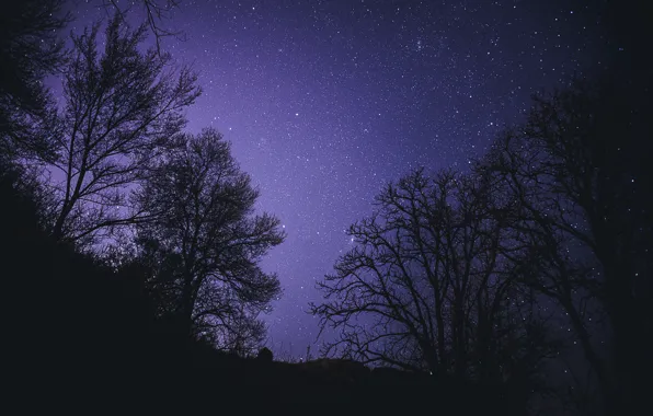 Picture forest, the sky, stars, trees, night, nature