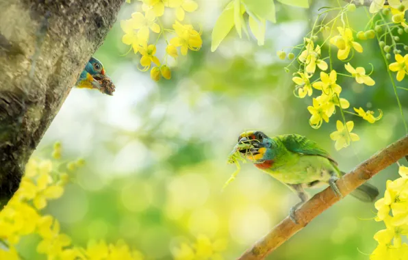 Picture flowers, branches, bird, bokeh, Silver brotastic, Cassia fistula, Asian woodpeckers