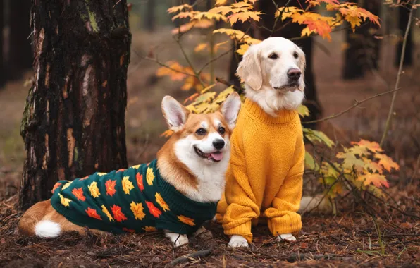Autumn, forest, language, dogs, look, branches, nature, Park