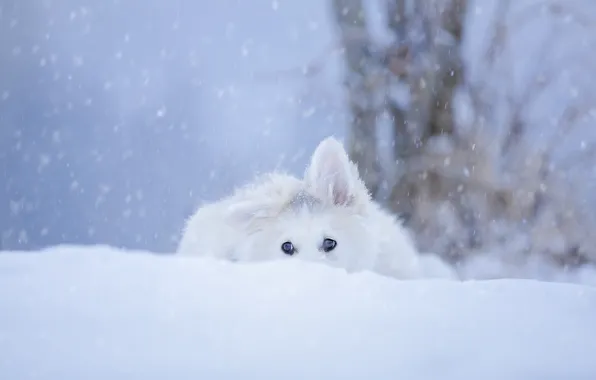 Picture winter, white, look, snow, trees, dog, the snow, puppy