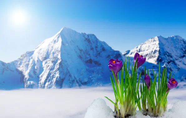 Picture spring, crocuses, flowering, flowers, mountain, snow, spring, crocus