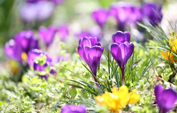 Light, yellow, crocuses, lilac