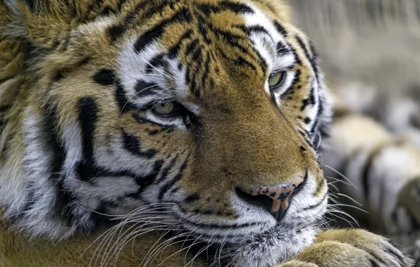 Tiger, portrait, predator
