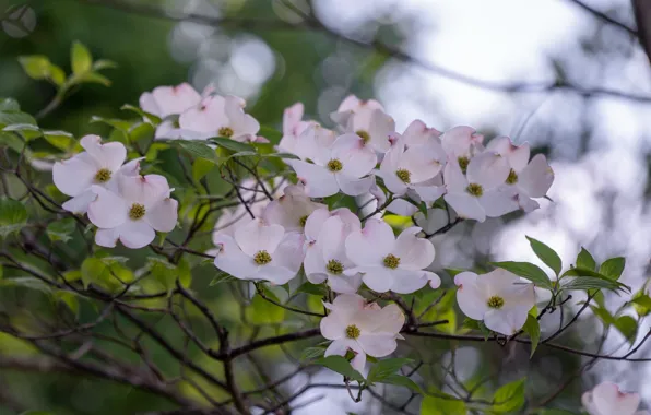 Flowers, branches, spring, flowering, dogwood