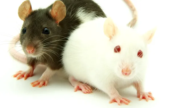 Animals, mice, animal themes, two white-and-black guinea pig