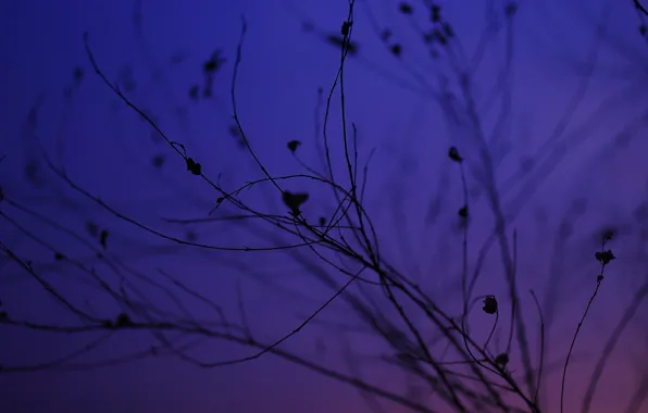 Picture the sky, macro, sunset, branches, silhouette, twilight