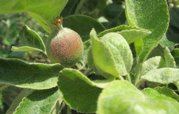 Leaves, spring, Apple, beautiful