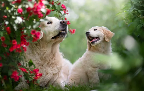 Picture animals, dogs, grass, nature, puppy, cub, the bushes, Retriever