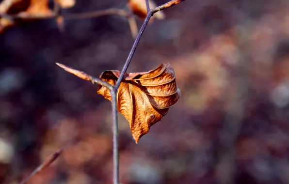 Picture leaves, macro, background, widescreen, Wallpaper, blur, branch, leaf