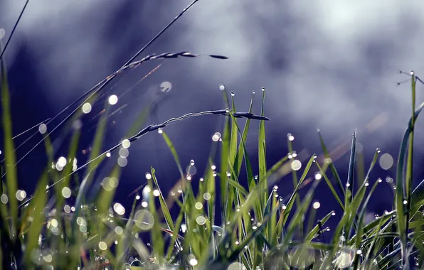 Picture grass, drops, Rosa, glare, spikelets, a blade of grass