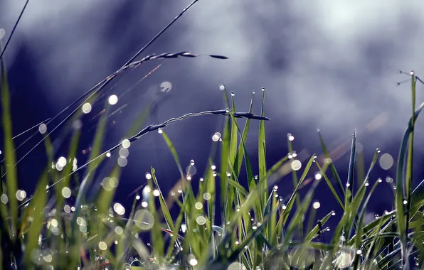 Picture grass, drops, Rosa, glare, spikelets, grass
