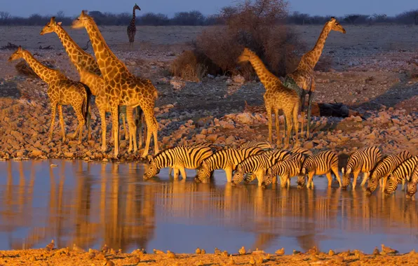 Picture giraffe, Zebra, Africa, drink, Namibia, Etosha National Park