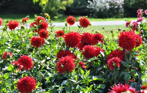 Summer, flowerbed, dahlias