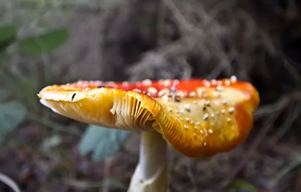Forest, nature, mushrooms