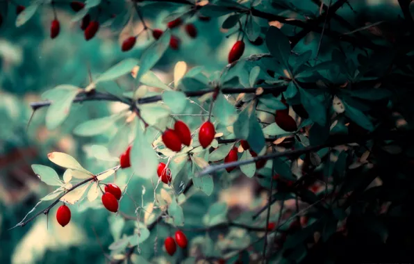 Green, Berries, Barberry