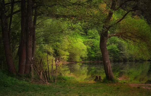 Picture forest, trees, lake, pond, Juliana Stoyanova