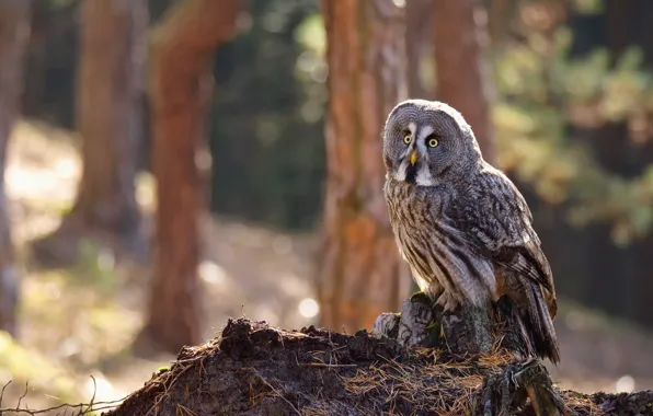 Autumn, forest, look, light, trees, needles, background, owl
