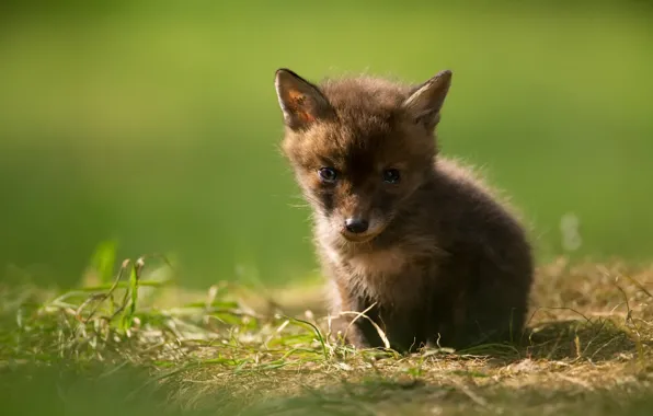 Nature, background, Fox