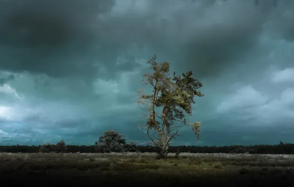 Picture field, trees, twilight