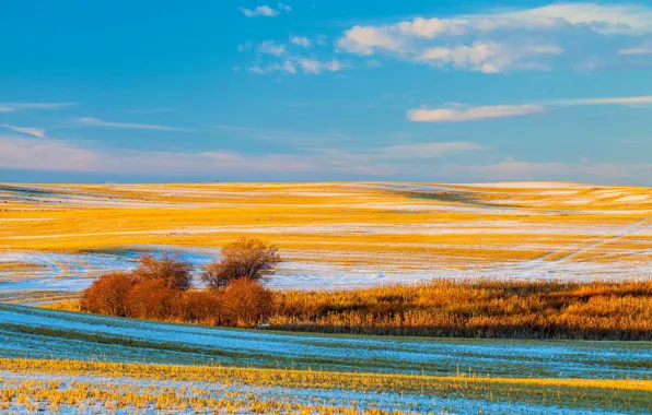 Picture field, autumn, the sky, snow, trees