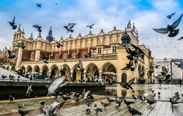 Area, Poland, pigeons, Krakow, The Cloth Hall, the cloth hall