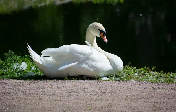 Animals, water, birds, shore, Swan, swans