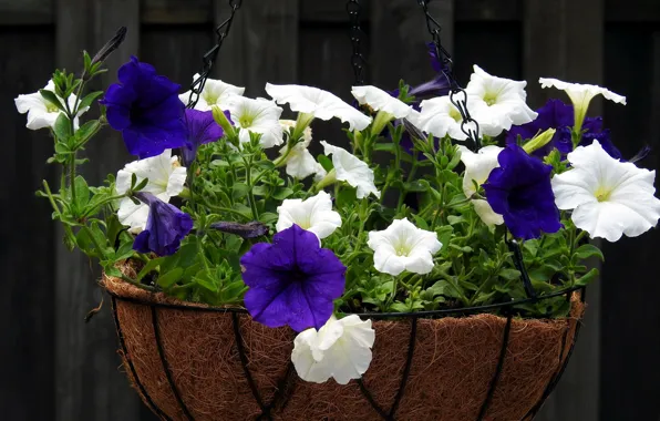 Flowers, petunias, Petunia