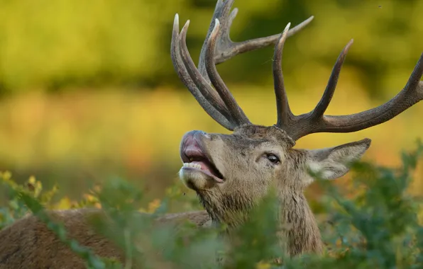 Picture nature, animal, plants, head, deer