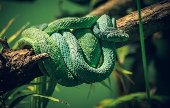Wallpaper light, green, tree, snake, branch, scales, Python, bokeh for ...